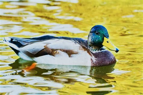 Wonderful Duck Swimming In A Pond Stock Photo Image Of Colorful Duck