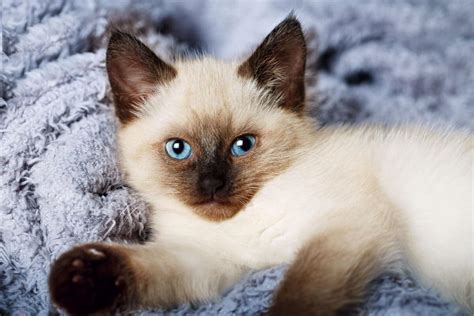 11 Razas De Gatos De Ojos Azules A Las Que No Podrás Resistirte I Gato