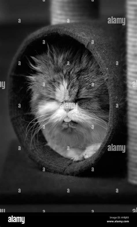 Sleepy Persian Cat With Tongue Out Stock Photo Alamy