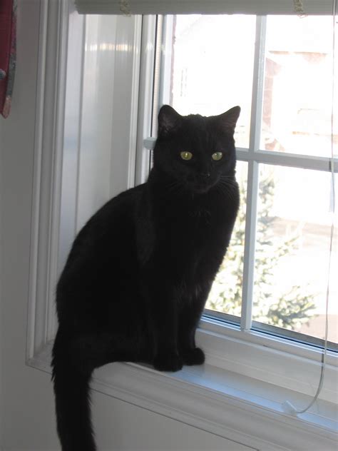 Fileblack Cat On Window Wikimedia Commons