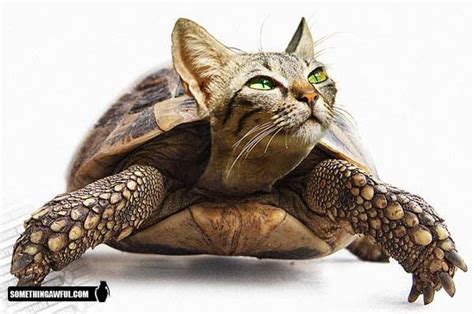 See more ideas about photoshopped animals, animals, weird animals. Kitten + turtle = kirtle? ⊱╮ | Photoshopped animals, Fake ...