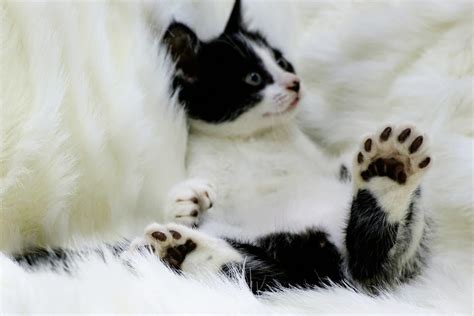 Polydactyl Cats For Adoption