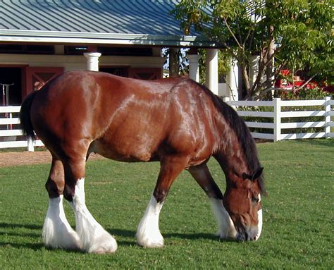 Clydesdale Horse Breed Guide Horsemart
