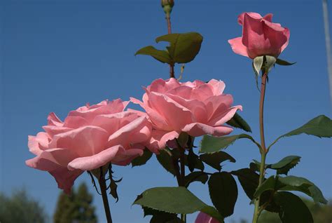 Fotos De Rosas Las Rosas De Flores Rosas Fotos Fondos De Rosas Para