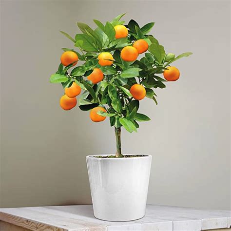 Mini Orange Tree 25cm 1 Tree Uk Garden