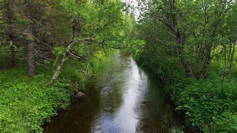 Don't miss out on the 5 things you must know. Relaxing sound of a river flowing in the forest - YouTube