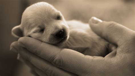 Rare Collection of free wallpapers: Cute Animal Mobile Wallpapers