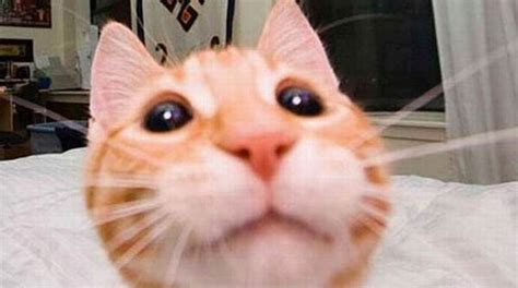 14 Divertidos Gatos Quienes Acaban De Tomarse Sus Selfies Más Perfecto