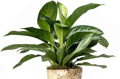 Indoor Plants The 20 Best Easy To Take Care Of