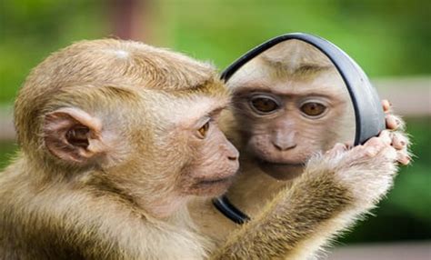 Nah, pengen tahu bagaimana ekspresi gokil monyet ketika dijadikan meme? Cerpen Lucu Gokil Bikin Ngakak - Badut Monyet