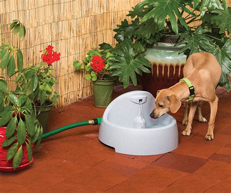 Best Automatic Dog Waterer Outdoor In 2018 Best Top Care With Dogs