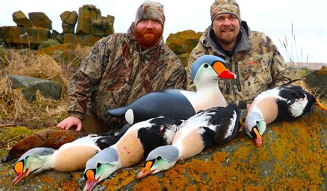 King Eider Hunts Alaska Duck Hunting King Eider Hunting