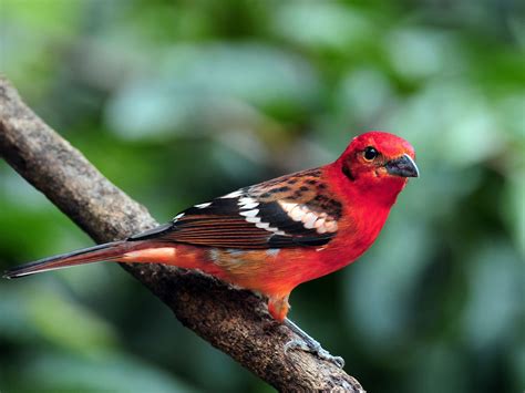 Красные Птицы Фото И Названия Telegraph