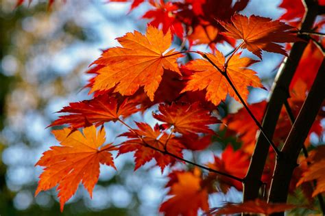 Red Maple Tree Facts Uses And Planting Tips Dengarden