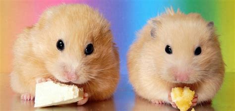 Hamster Común Dorado O Sirio El Más Adorable Roedor Y La Mejor
