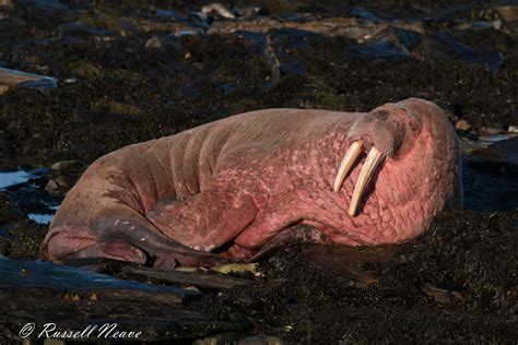 Walrus Spotted In Uk For First Time In Five Years In Orkney Deadline News