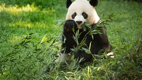 Giant Panda Gives Birth At National Zoo In Washington Dc