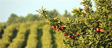 Use active field of flowers fieldofflowers.com promo codes and free field of flowers deals january 2021 to get the biggest discount. Thephoto: Field Of Flowers Classes Davie