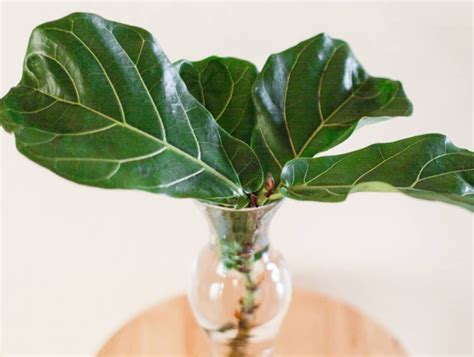 Fiddle Leaf Fig Propagation In 6 Easy Steps With Pictures