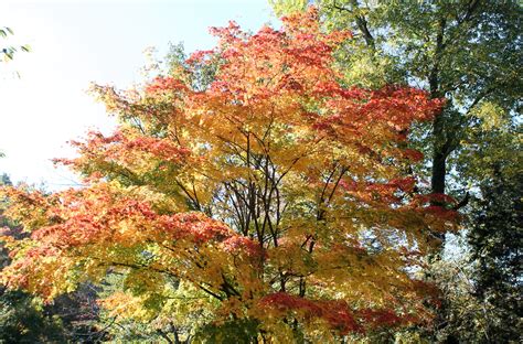 Whats Killing The Japanese Maples Garden Housecalls