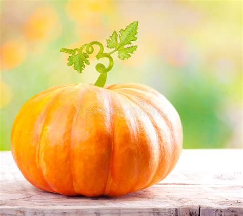Pumpkin And Vegetable Marrow Stock Photo Image Of Green Harvest