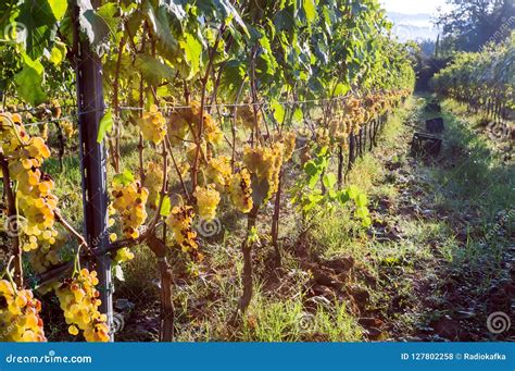 Yellow Green Grapevine In Wineyard Colorful Vineyard Landscape In