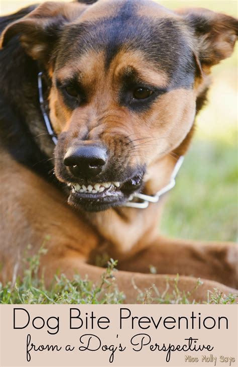 Maybe you would like to learn more about one of these? Dog Bite Prevention: From a Dog's Perspective - Miss Molly ...