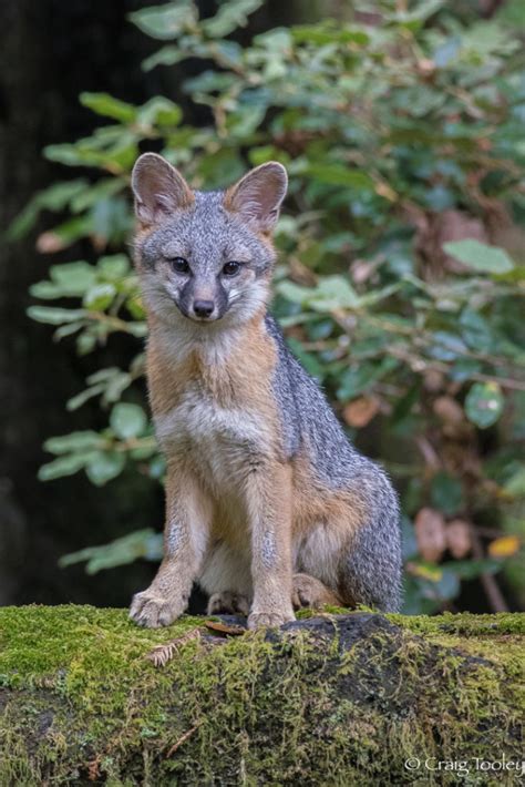 A Young Gray Fox As Photographed By Craig Tooley Mendonoma Sightings