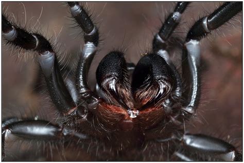 Overwintering helps to protect the spider in very cold conditions. southern tree funnel-web spider (Hadronyche cerberea) | Flickr