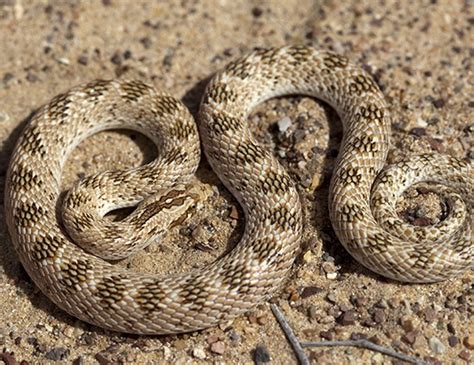 Diademed Sand Snake Life Expectancy