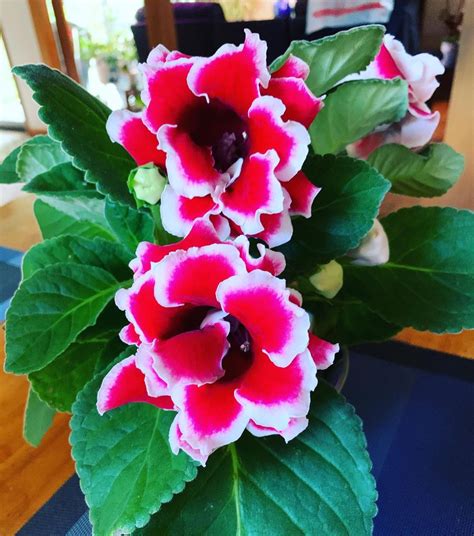 How To Grow And Care For Gloxinia