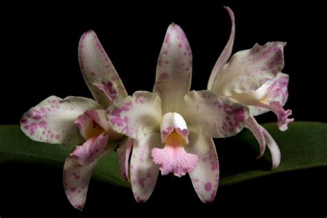 Bela Vista Orchids Cattleya Amethystoglossa
