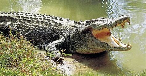 Choose your mail service by delivery speed, cost, and additional services like tracking and insurance. Man killed by 11ft crocodile as he waded in Australia's ...