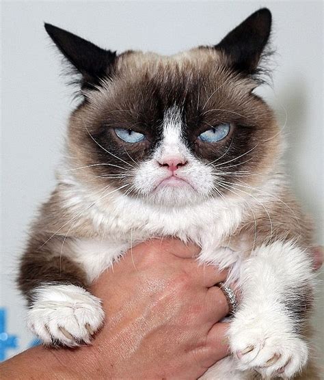 Grumpy Cat Amasses £64 Million Fortune