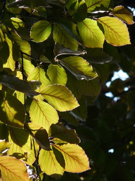 Download Free Photo Of Copper Beechpurple Beechbookfagus Sylvatica