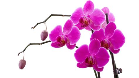 The types of orchids and identification s. Orchids Wallpapers | Best Wallpapers