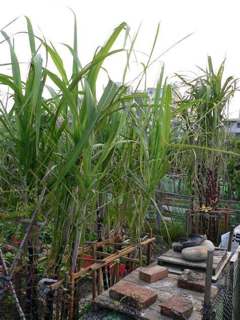 Maybe you would like to learn more about one of these? Canne à sucre : planter et cultiver - Ooreka