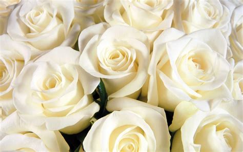 White Roses Backgrounds Wallpaper Cave