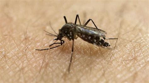 Zika Virus Outbreak Prompts Health Warnings For Travellers To The