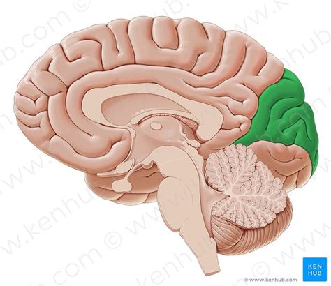 Cuneus Image Paul Kim Plexus Products Brain Anatomy Corpus Callosum