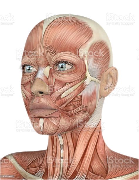 3d Female Face With Muscle Map Stock Photo 468720110 Istock