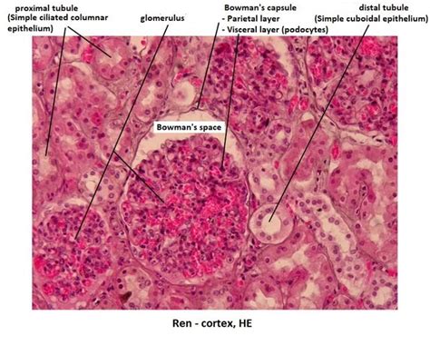 Renal Cortex Image Wikilectures