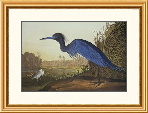 Global Gallery Blue Crane Or Heron By John James Audubon Framed