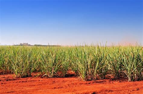 Early Stage Sugar Cane Field Stock Image Image Of Stage Field 206668621