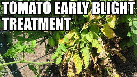 Tomato Early Blight Treatment Youtube