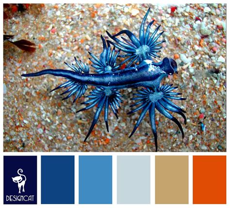 Blue Dragon Royal Blue Pastel Sand Beige Orange Colour