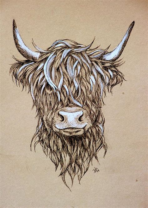 Highland Cow Easy Drawing My Xxx Hot Girl