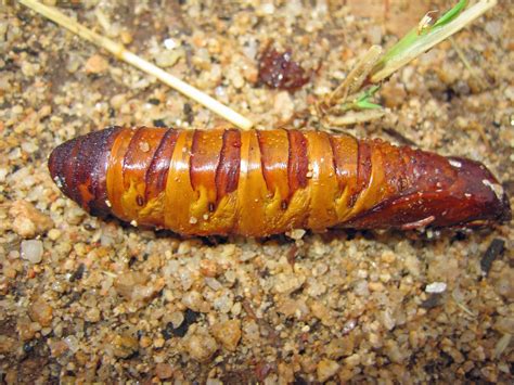 A Guide To Bush Tucker Australias Native Foods