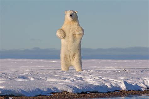 Polar Bear Standing On Hind Legs