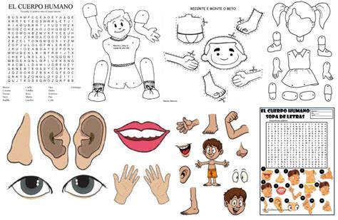 Top 175 Partes Del Cuerpo Dibujos Para Niños Expoproveedorindustrialmx